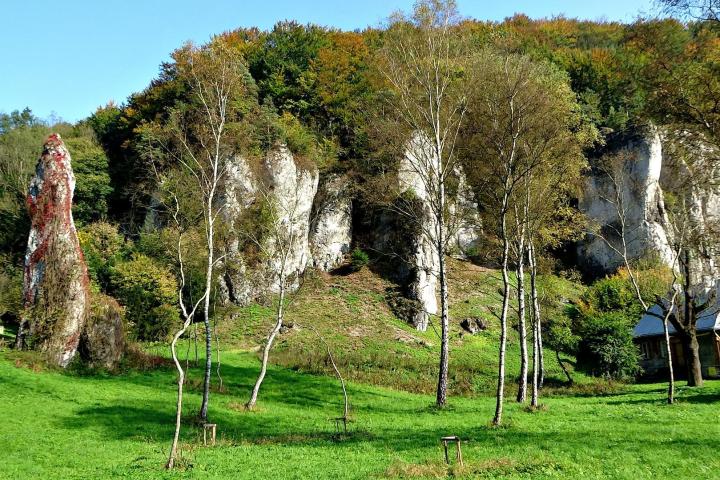 a tree in a grassy field