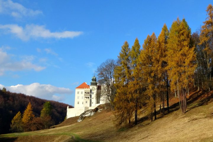 a close up of a hillside next to a forest