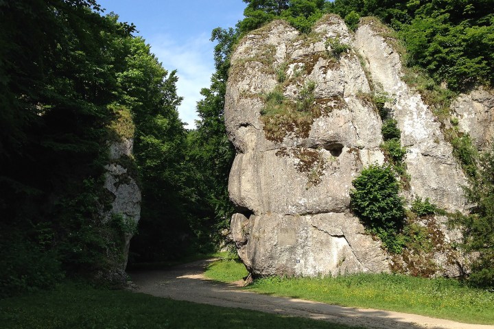 a close up of a flower garden