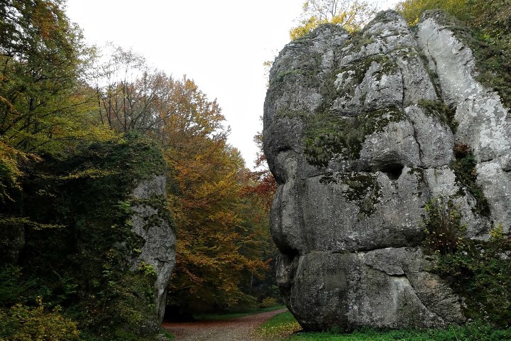 a tree in front of a large rock