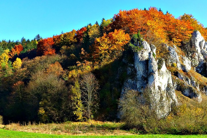 a tree in front of a lush green field