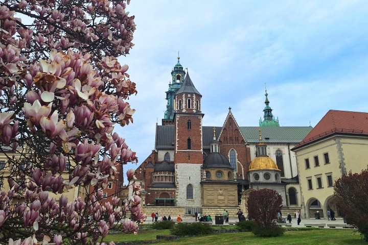 Magnolia tree in bloom beside historic cathedral and buildings under a blue sky.
